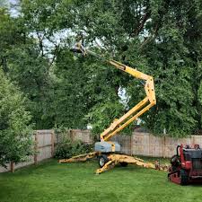 Trusted Boonville, NC Tree Removal Experts