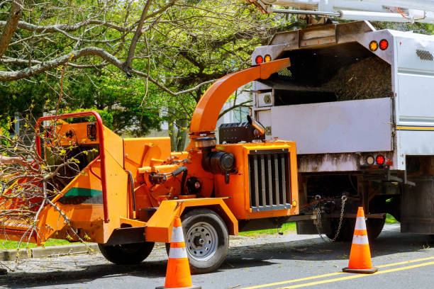 Best Seasonal Cleanup (Spring/Fall)  in Boonville, NC