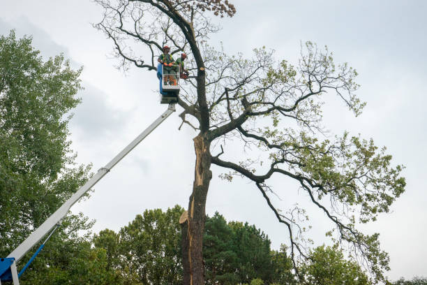 Seasonal Cleanup (Spring/Fall) in Boonville, NC