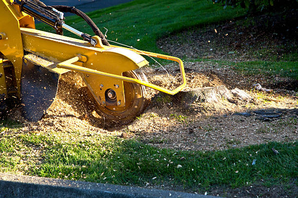 Best Tree Health Inspection  in Boonville, NC