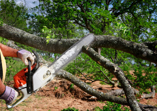 Best Tree and Shrub Care  in Boonville, NC